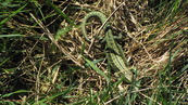 20090411 Green Lizard at Rest bay, Porthcawl